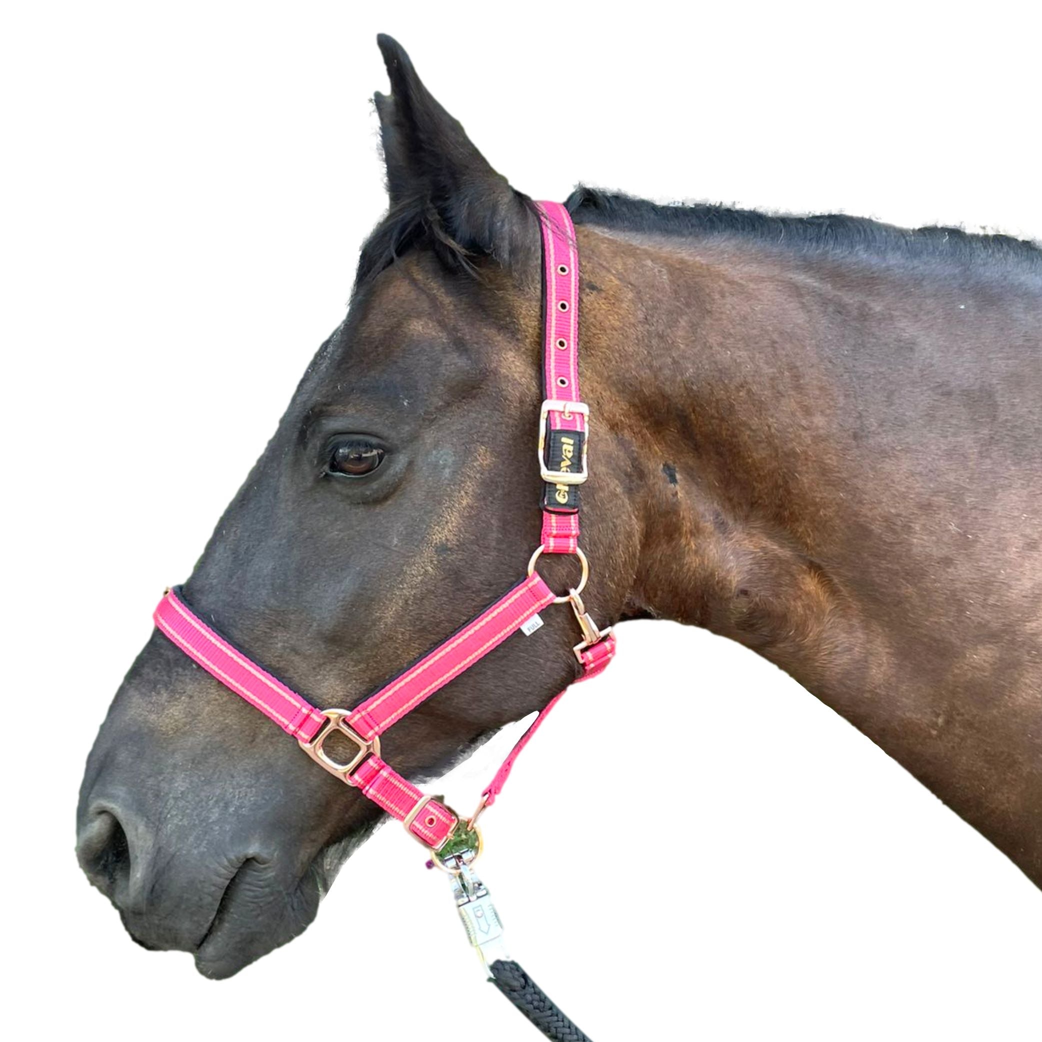 Halfter für Pferde mit Glitzer in rosegold